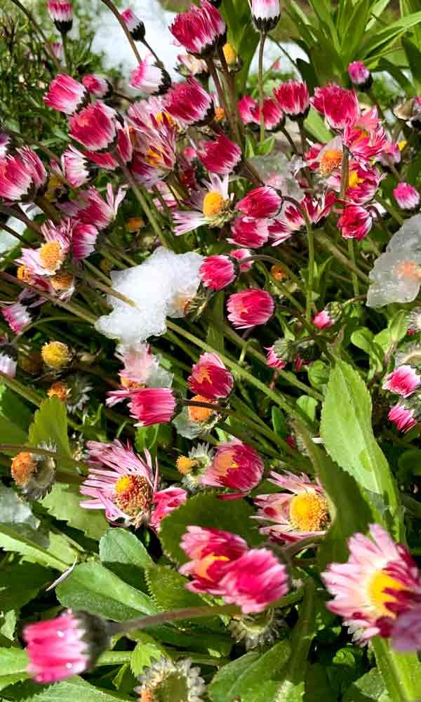 Flores silvestres - Ushuaia