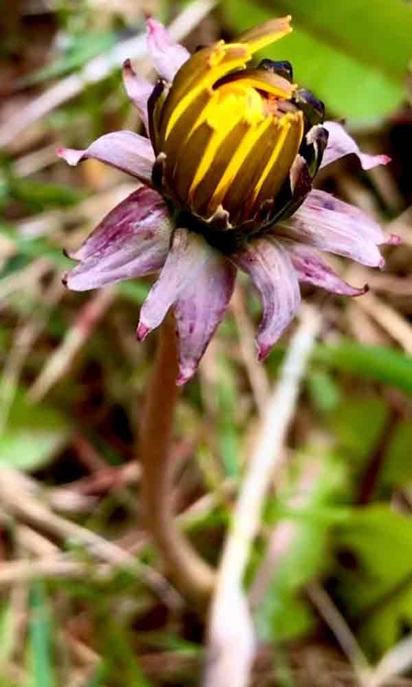 Flores silvestres - Ushuaia